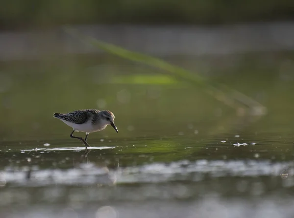 Little Stint in wetland — Stock Photo, Image