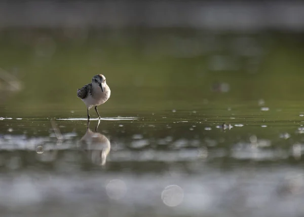 湿地の小さなスティント — ストック写真