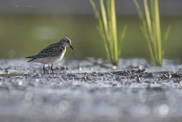 Kleine stint in Wetland — Stockfoto