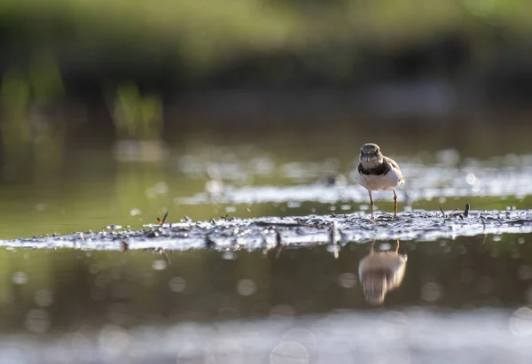 Пісочник Малий Водно Болотних Угідь — стокове фото