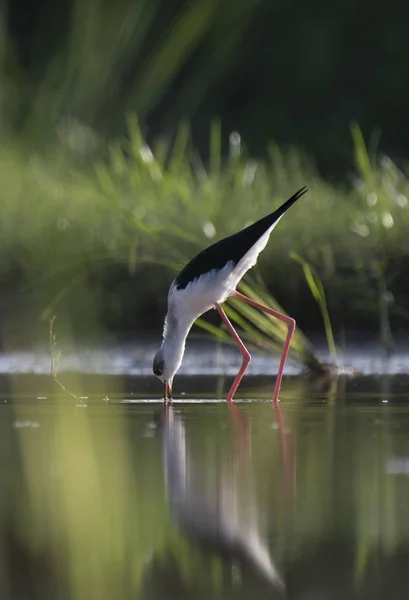 Black-winged Stilt long legged water bird walking in the lake at — Stock Photo, Image
