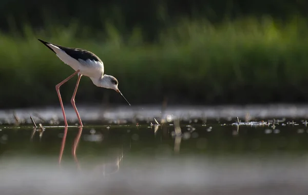 黒い翼を持つスティルトの長い脚の水鳥が湖を歩いている — ストック写真