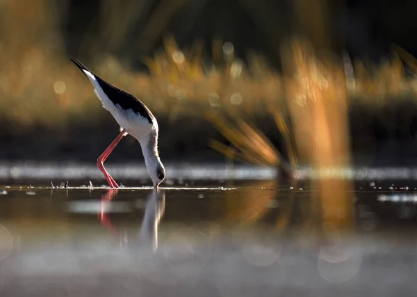 Чернокрылая длинноногая водоплавающая птица — стоковое фото