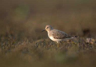 Temminck'ın ölçü