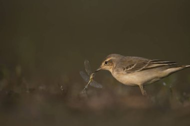 Sabahları yusufçuk avlayan