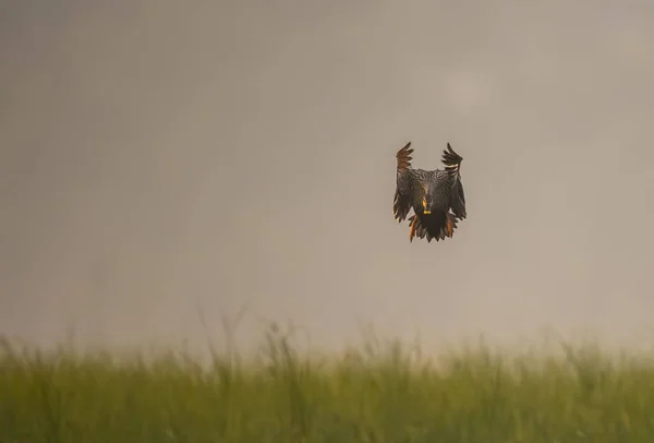 Индийская пятнистая утка — стоковое фото