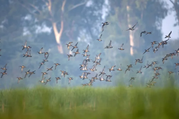 Bandada de patos volando en la mañana brumosa —  Fotos de Stock