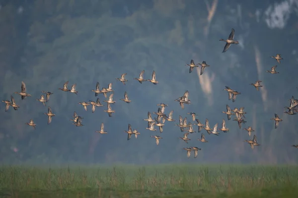 Rebanho de patos voando de manhã — Fotografia de Stock