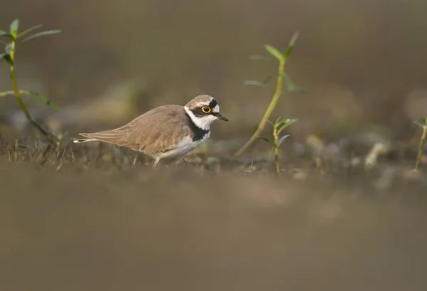 Kis gyűrűs plover — Stock Fotó