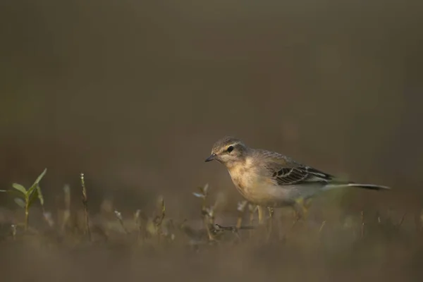 O wagtail à procura de comida de manhã — Fotografia de Stock