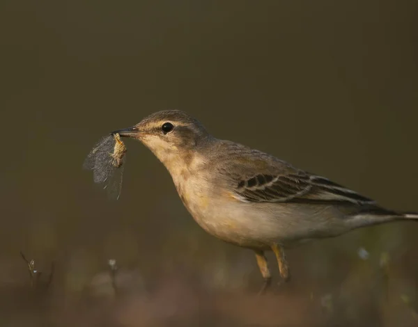 A libélula de caça de peruca de manhã — Fotografia de Stock