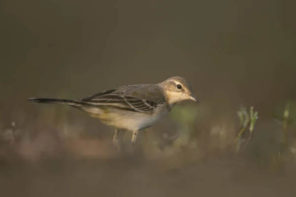 Pequeno plover anelado — Fotografia de Stock