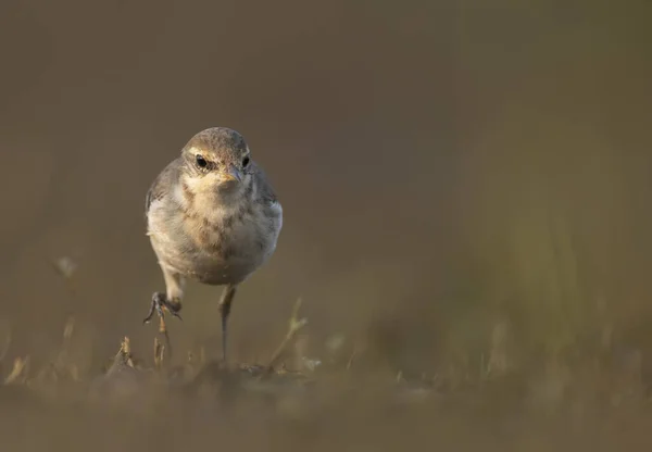 El wagtail en la mañana — Foto de Stock