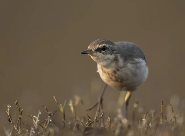 The wagtail  closeup in morning — Stock Photo, Image