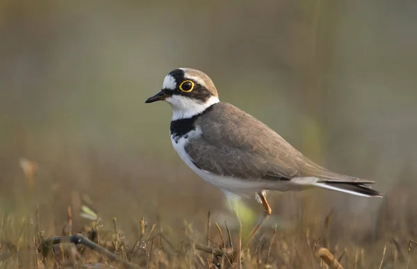 Little ringed plover — Stock Photo, Image