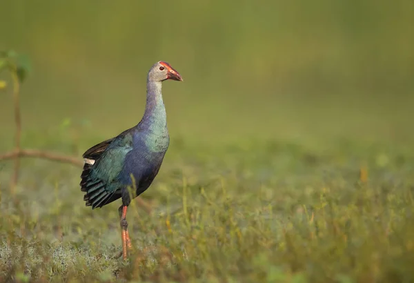 Prachtig Uitziende Vogel Grijze Zwamme Kop — Stockfoto