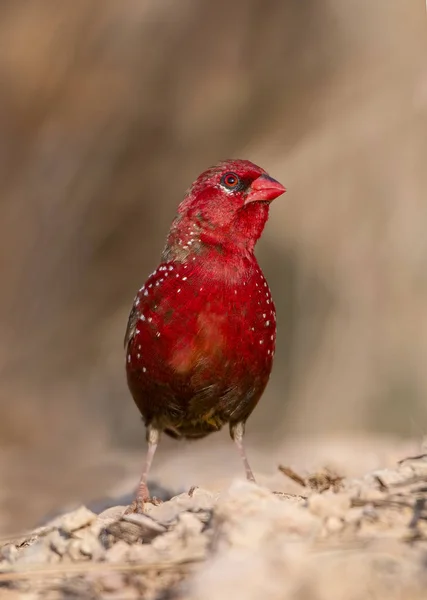 Superbe oiseau à la recherche Le gros plan avadava rouge — Photo