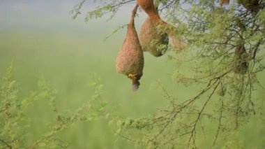 Yuva kuran Baya dokumacı