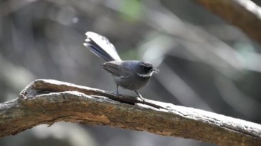 Himalaya ormanında tünekte dans eden baykuş. 