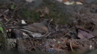 Siyah boğazlı ardıç kuşu (Turdus atrogularis) içme suyu