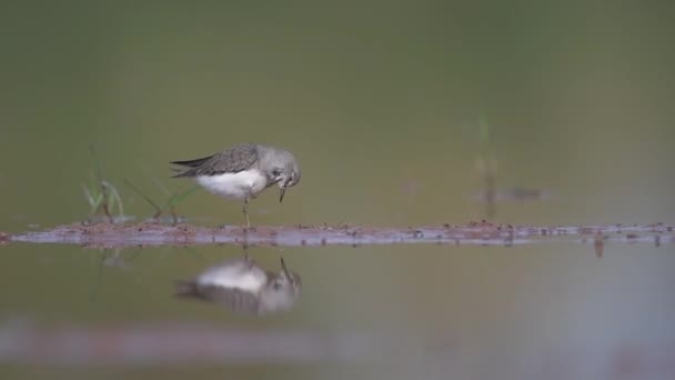 Temminck Stint Preening Υγρότοπο Όμορφο Υλικό Πουλιών Αντανάκλαση Στο Νερό — Αρχείο Βίντεο