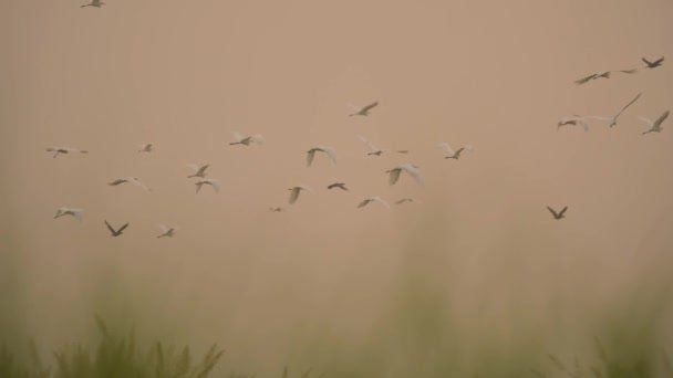 Flock Birds Flying Sunrise — Stock Video