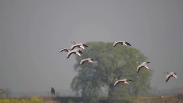 Flock Bar Headed Goose Landing Mustard Field — Stock Video