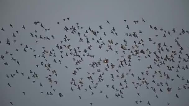 Troupeau Étourneaux Volant — Video