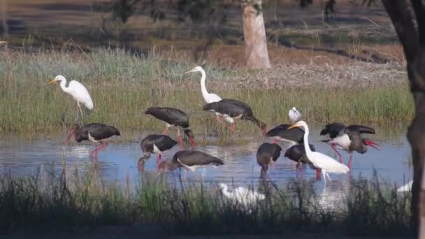 黒コウノトリの群れと湿地で釣りを始めます — ストック動画