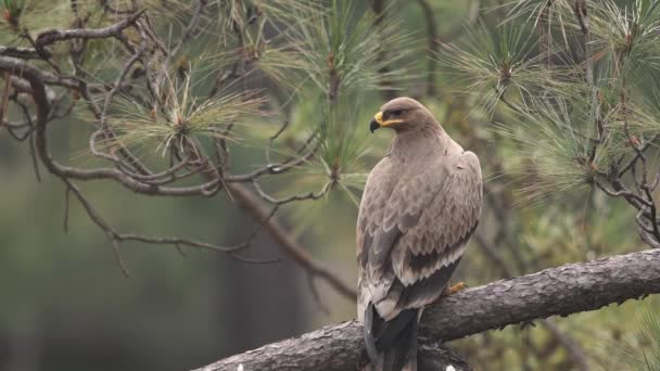 Gorgeous Bird Steppe Eagle Aquila Nipalensis — Stock Video