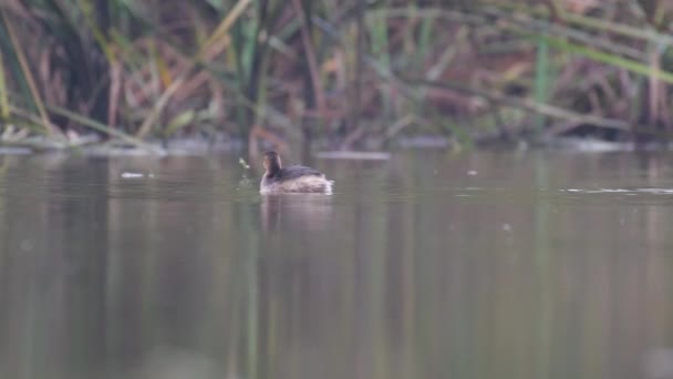 Pequeño Sebo Tachybaptus Ruficollis Foso Agua — Vídeo de stock