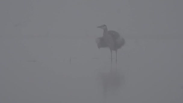 Graureiher Schüttelt Körper Nebligem Morgen — Stockvideo