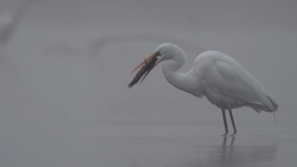 Great Egret Hunting Fish Misty Morning — Stock Video