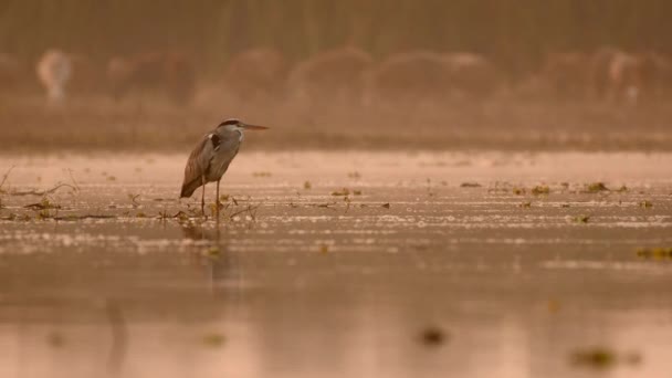 Grey Heron Κατά Την Ανατολή Κοπάδι Προβάτων Στο Παρασκήνιο — Αρχείο Βίντεο