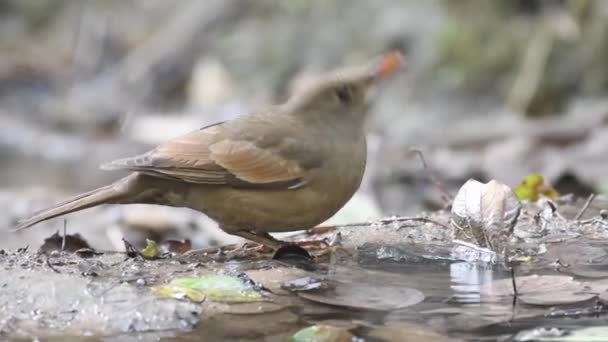 Grå Bevingad Svart Fågel Hona Dricksvatten — Stockvideo