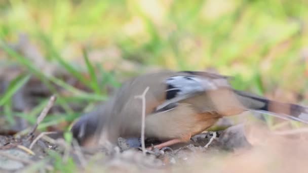 Variegated Laughingthrush Drinking Water — Stock Video