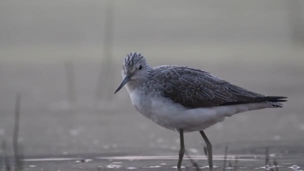 Vanlig Grön Shank Våtmark Vid Soluppgången — Stockvideo