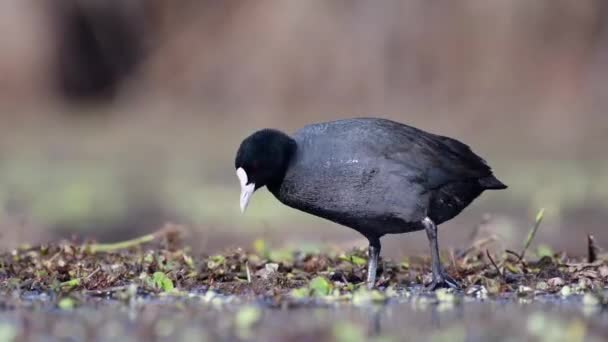 Coot Wetland High Quality Video — Stock Video