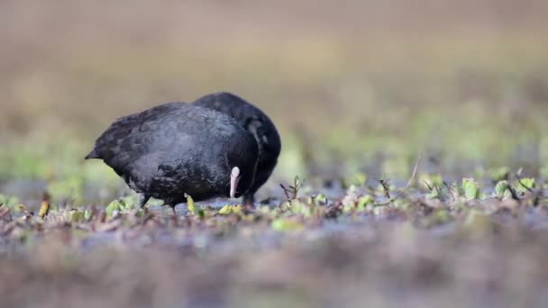 Coot Zone Umide Video Alta Qualità — Video Stock