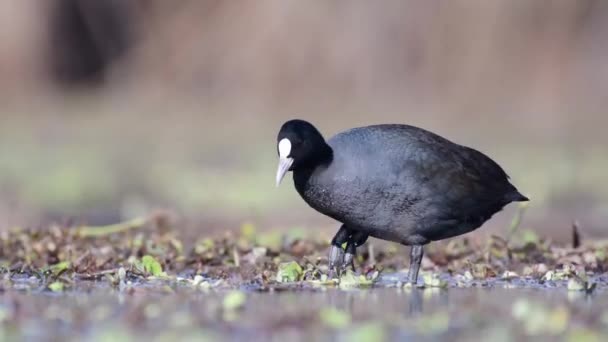 Coot Humedal Video Alta Calidad — Vídeo de stock