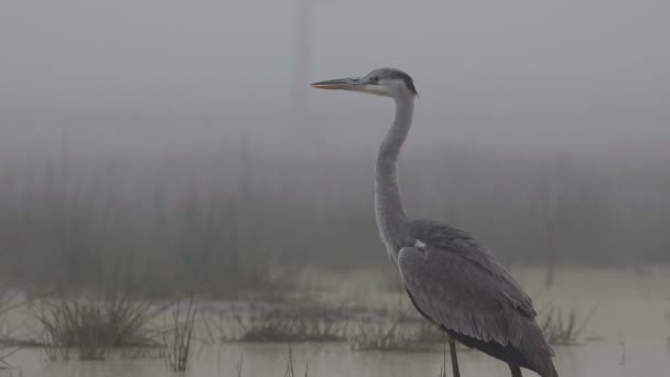 Reiher Nebligen Morgen — Stockvideo