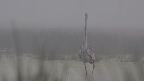 Grande Airone Nella Mattina Nebbiosa — Video Stock