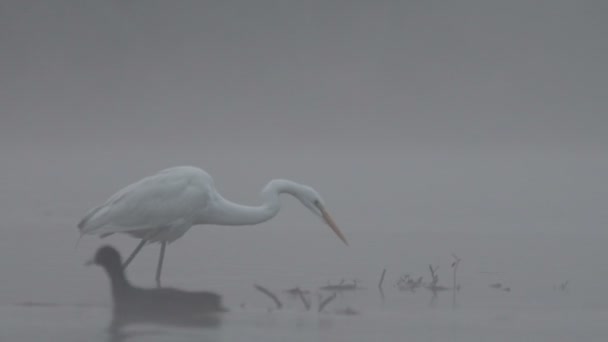 Grande Egret Pesca Nella Nebbia Mattina — Video Stock