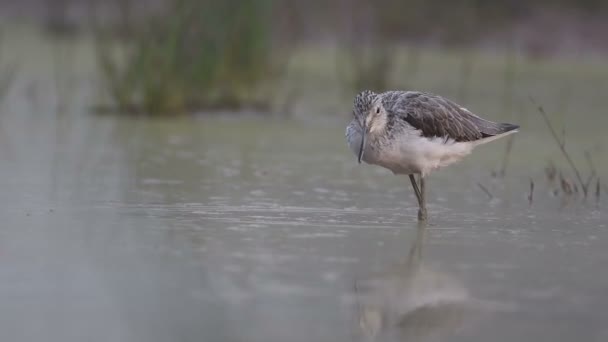 Közönséges Zöld Shank Vizes Élőhelyen Napkeltekor — Stock videók