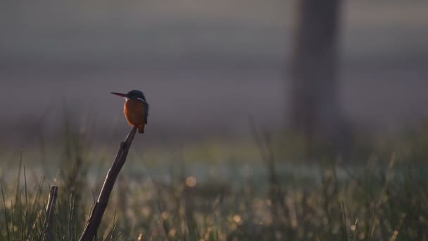 Gewone Ijsvogel Baars Wetland Bij Zonsopgang — Stockvideo