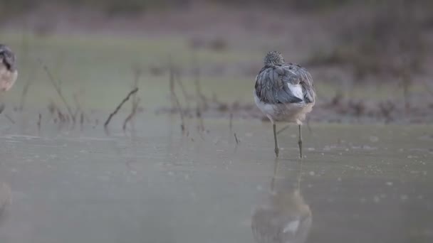Gemeenschappelijke Groene Shank Wetland Bij Zonsopgang — Stockvideo