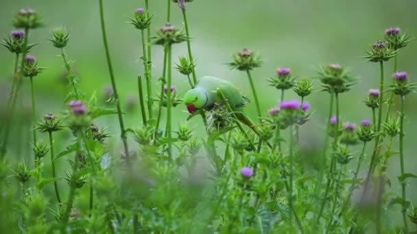玫瑰环Parakeet吃牛奶茴香花 — 图库视频影像