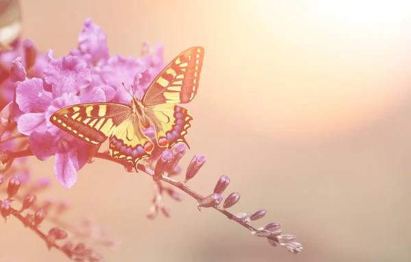 Gyönyörű Pillangó Virág — Stock Fotó