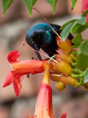 Trompet sarmaşığı çiçekleri üzerinde Mor Aykuşu (Nectarinia asiatica) 