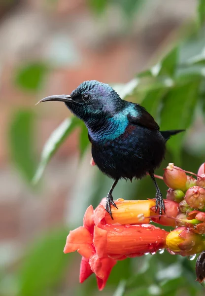 Lila Solfågel Nectarinia Asiatica Trumpet Vinstockar Blommor — Stockfoto